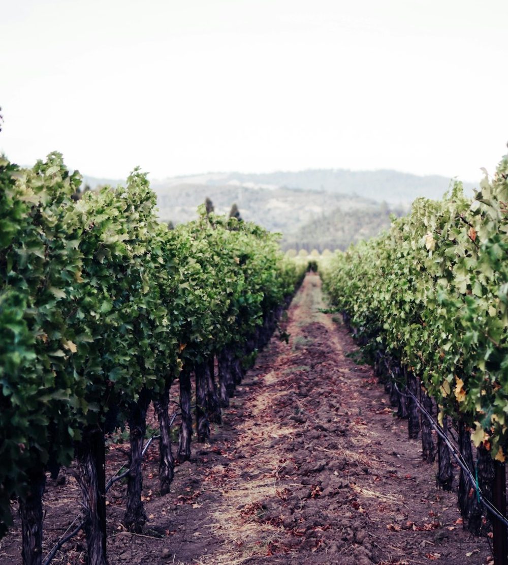 Terroir